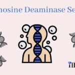 Adenosine Deaminase Severe Combined Immunodeficiency (ada-scid)