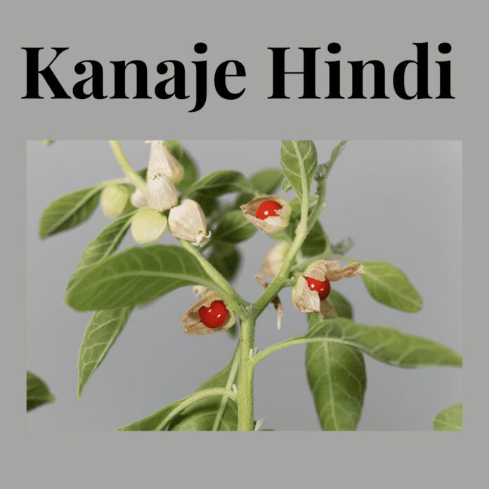 Kanaje Hindi