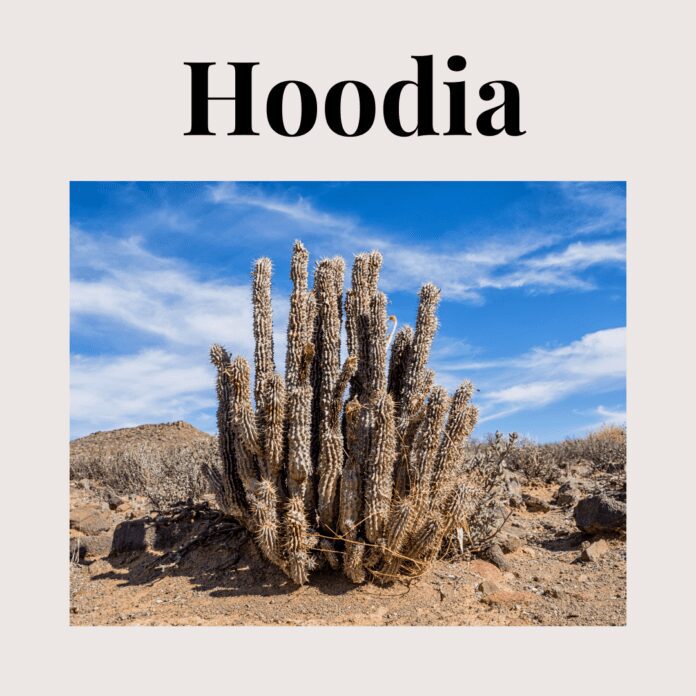 Hoodia