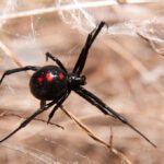 Spider Bite Black Widow
