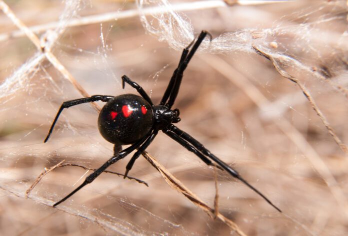 Spider Bite Black Widow