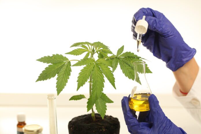 Does Cbd Oil Have Marijuana? What Is It For & Where Is It Legal?